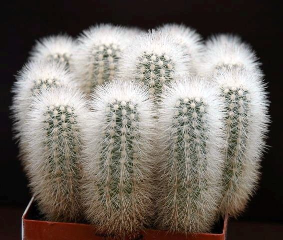 Echinocereus_nivosus_1